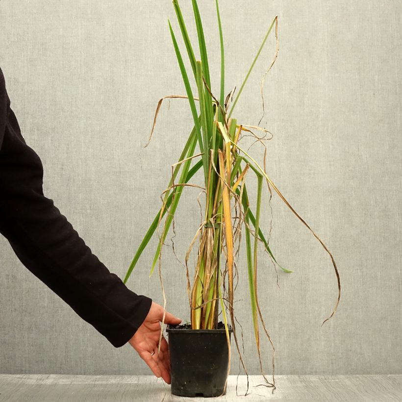 Amostra de Iris du Japon - Iris ensata Dinner Plate Sundae Pot de 2L/3L tal como entregue no outono