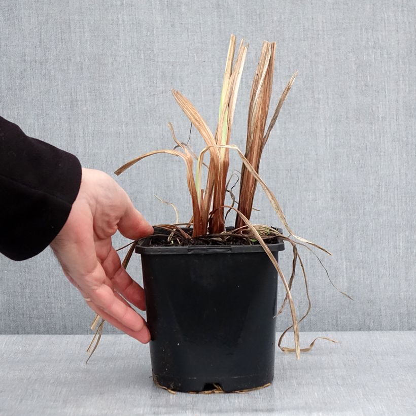 Amostra de Iris du Japon - Iris ensata Dinner Plate Sundae Pot de 2L/3L tal como entregue no inverno