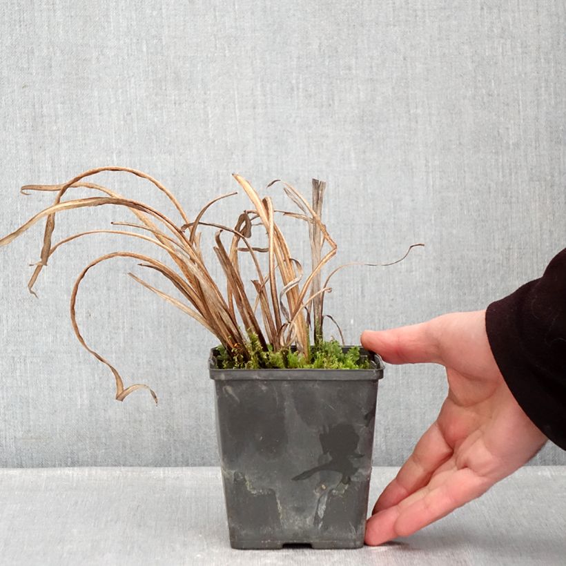 Amostra de Iris du Japon - Iris ensata Dinner Plate Tiramisu Vaso de 8/9 cm tal como entregue no inverno