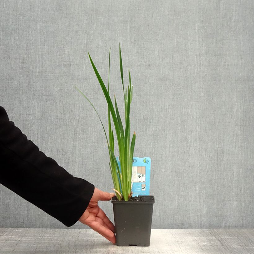 Amostra de Iris ensata Dinner Plate Tiramisu Vaso de 8/9 cm tal como entregue na primavera