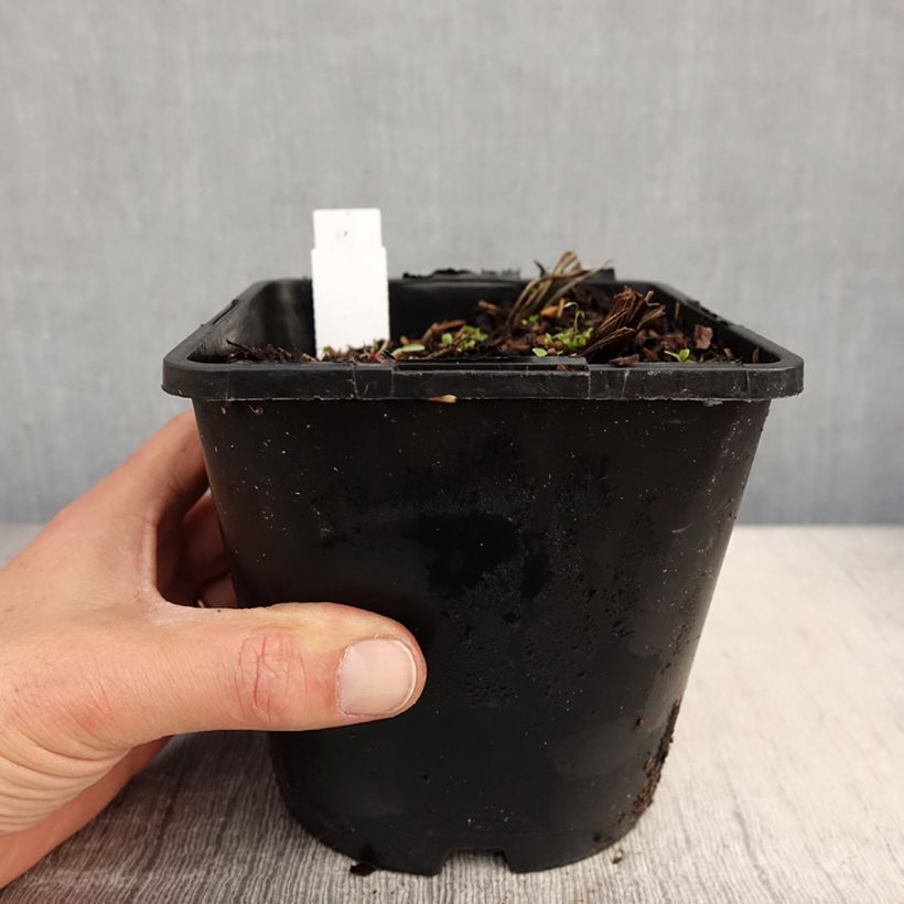 Amostra de Iris ensata Dinner Plate Tiramisu Vaso de 2 L/3 L tal como entregue na primavera