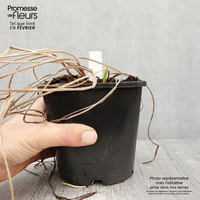 Amostra de Iris du Japon - Iris ensata Dinner Plate Tub Tim Grob Pot de 2L/3L tal como entregue no inverno