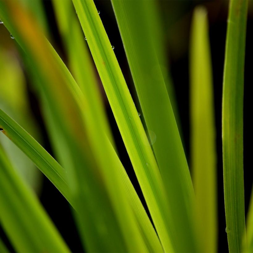 Iris ensata Gold Bound (Folhagem)