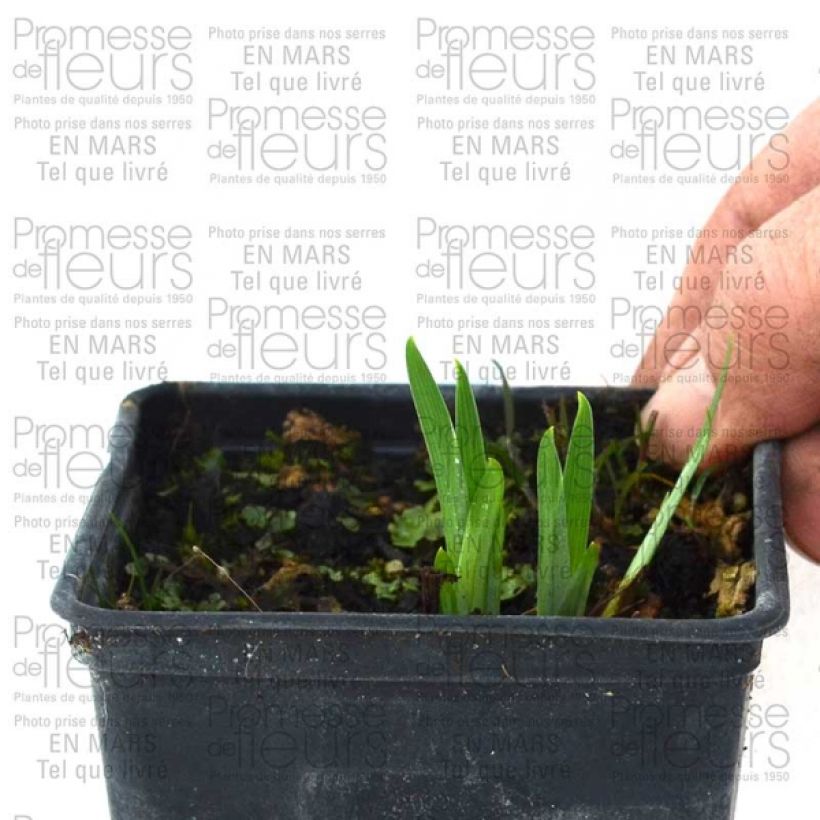 Exemplo de amostra de Iris du Japon - Iris ensata Gold Bound Raízes nuas tal como entregue