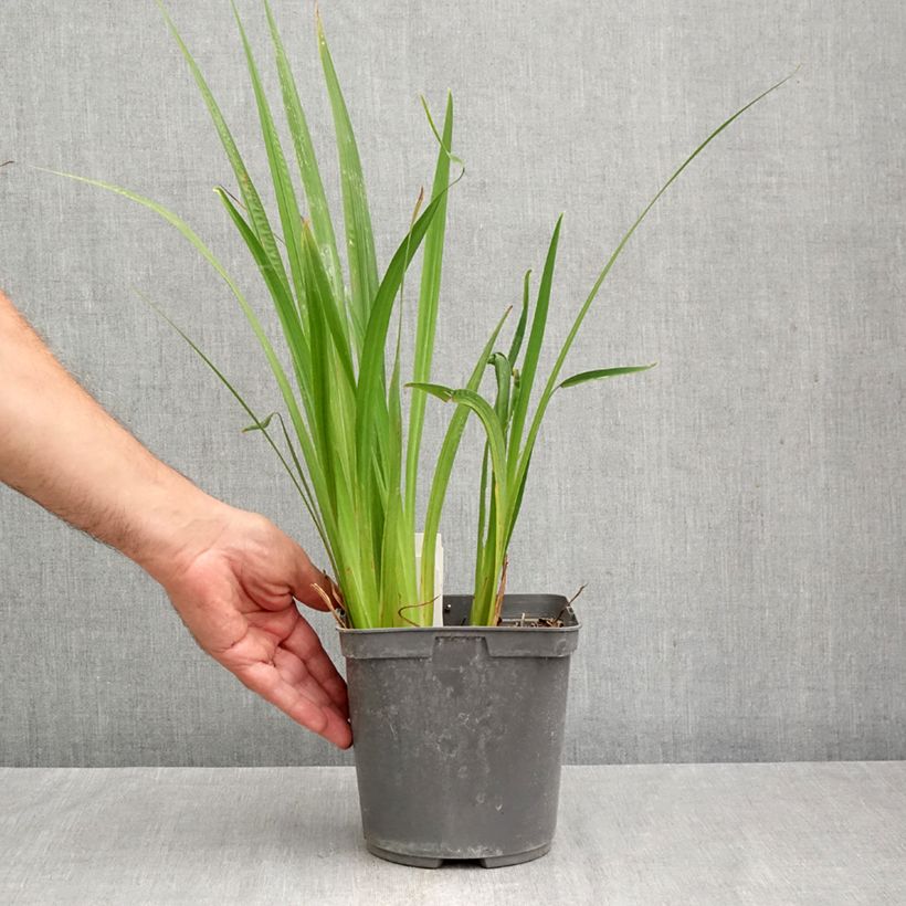 Amostra de Iris ensata Harlequinesque Vaso de 2 L/3 L tal como entregue no outono