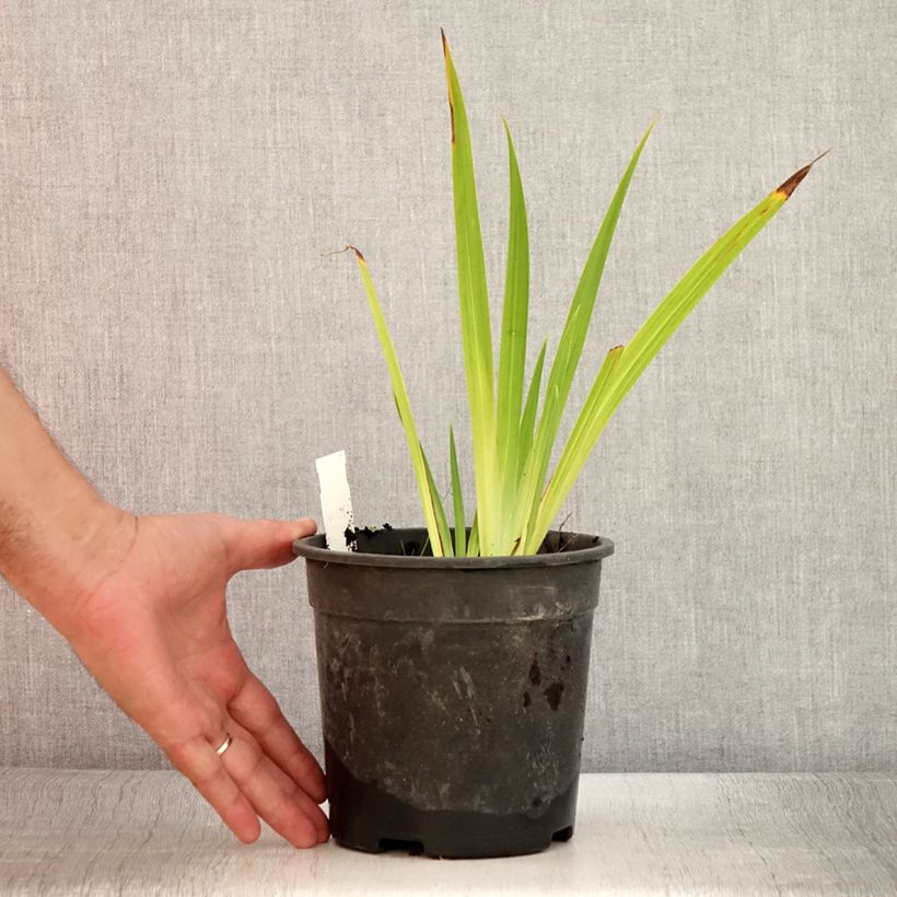 Amostra de Iris ensata Harlequinesque Vaso de 2 L/3 L tal como entregue no verão