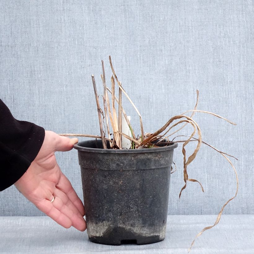 Amostra de Iris du Japon - Iris ensata Harlequinesque Pot de 2L/3L tal como entregue no inverno