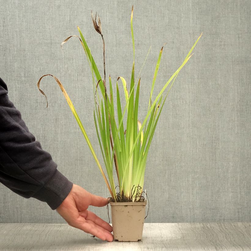 Amostra de Iris ensata Lady in Waiting Vaso de 8/9 cm tal como entregue no verão