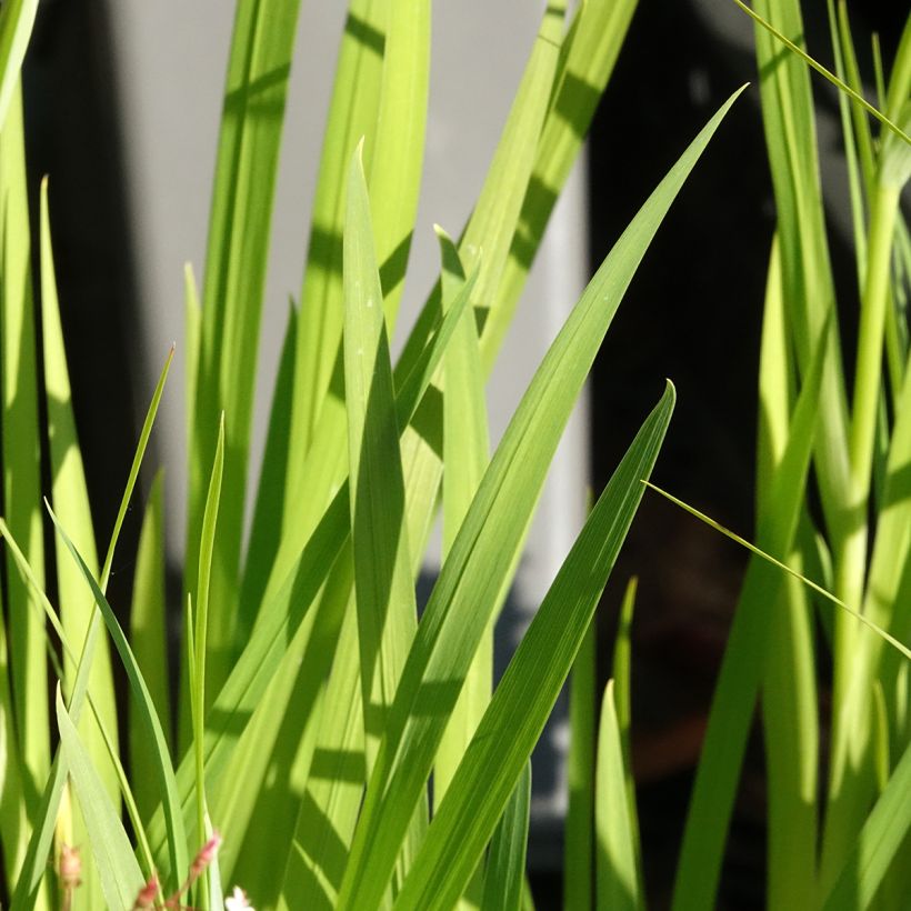 Iris ensata Lady in Waiting (Folhagem)