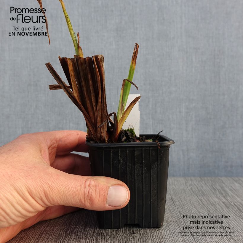 Amostra de Iris ensata Rose Queen Vaso de 8/9 cm tal como entregue no outono
