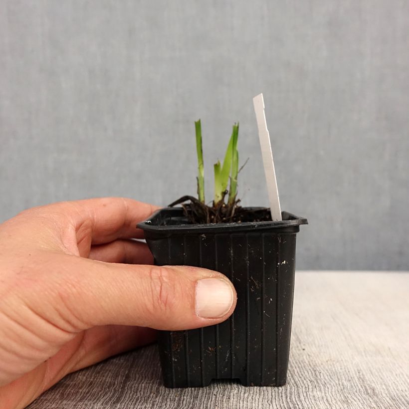 Amostra de Iris ensata Rose Queen Vaso de 8/9 cm tal como entregue na primavera