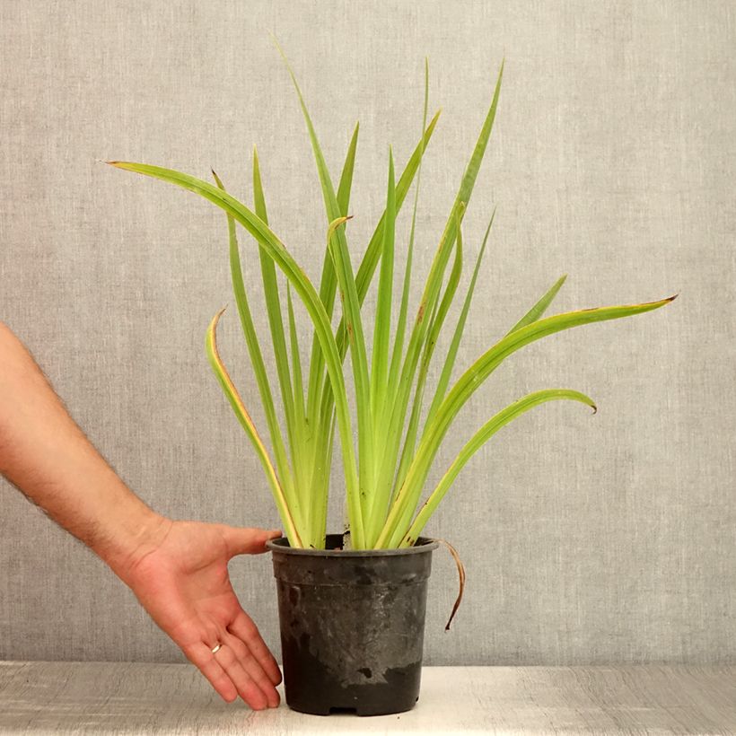Amostra de Iris ensata Sugar Dome Vaso de 2 L/3 L tal como entregue no verão