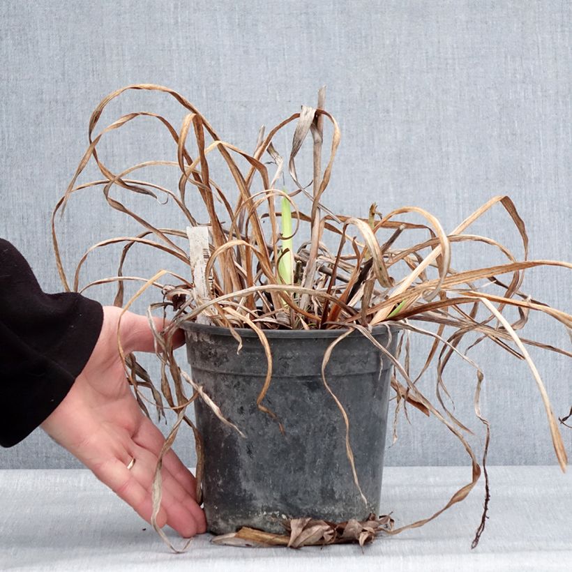 Amostra de Iris du Japon - Iris ensata Sugar Dome Pot de 2L/3L tal como entregue no inverno