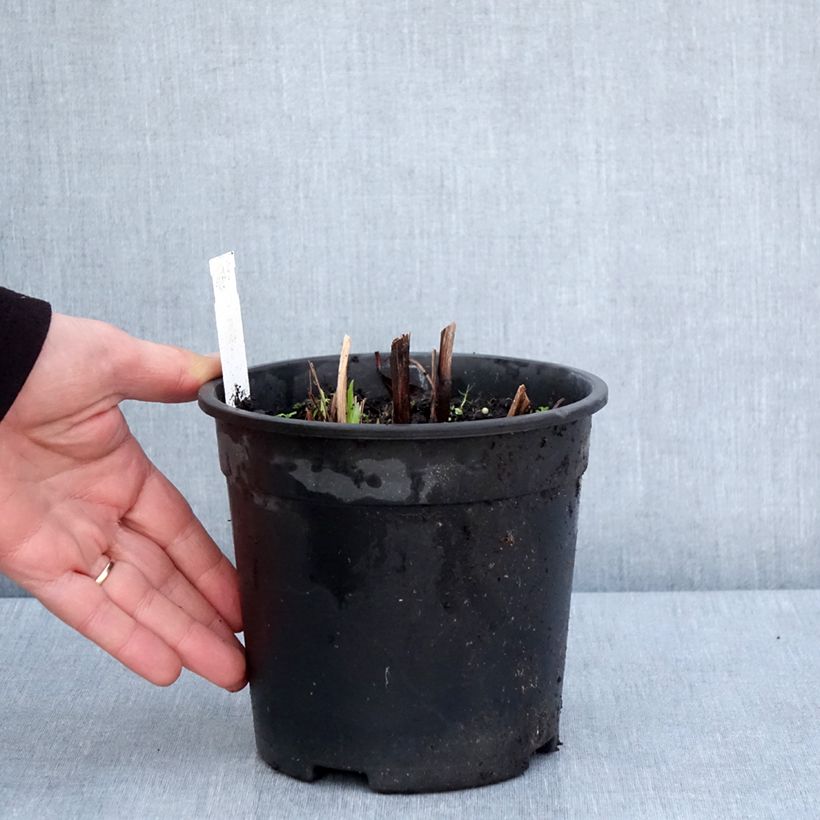 Amostra de Iris ensata Sugar Dome Vaso de 2 L/3 L tal como entregue na primavera