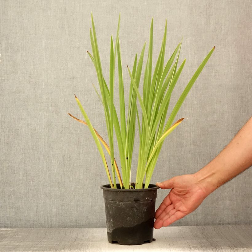Amostra de Iris ensata Variegata Vaso de 2 L/3 L tal como entregue no verão