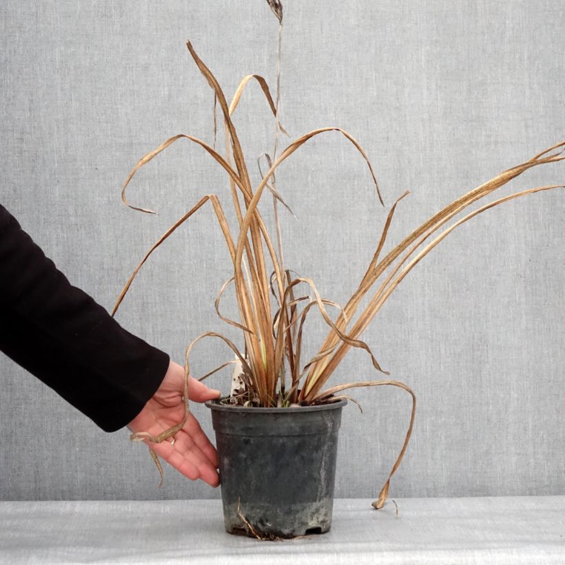 Amostra de Iris ensata Variegata Vaso de 2 L/3 L tal como entregue no inverno