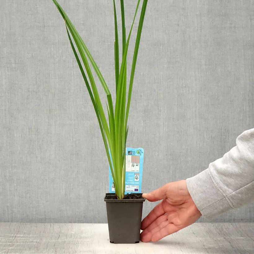 Amostra de Iris ensata White Ladies Vaso de 8/9 cm tal como entregue no verão