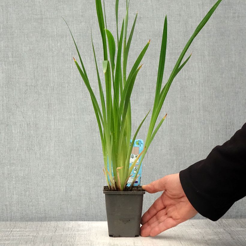 Amostra de Iris du Japon - Iris ensata White Ladies Godet de 8/9 cm tal como entregue na primavera