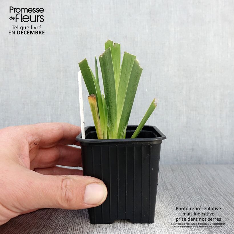 Amostra de Iris foetidissima  - Lírio-fétido Vaso de 8/9 cm tal como entregue no outono