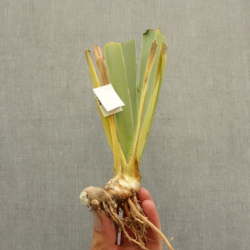 Amostra de Iris germanica Abondante Floraison Rizoma tal como entregue no inverno