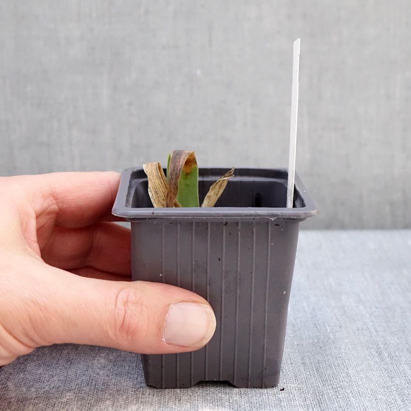 Amostra de Iris germanica Accent Variegata Vaso de 8/9 cm tal como entregue no inverno