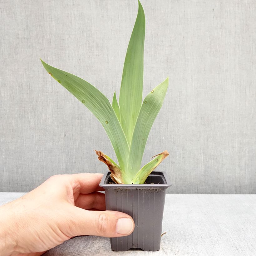 Amostra de Iris germanica Accent Variegata Vaso de 8/9 cm tal como entregue na primavera