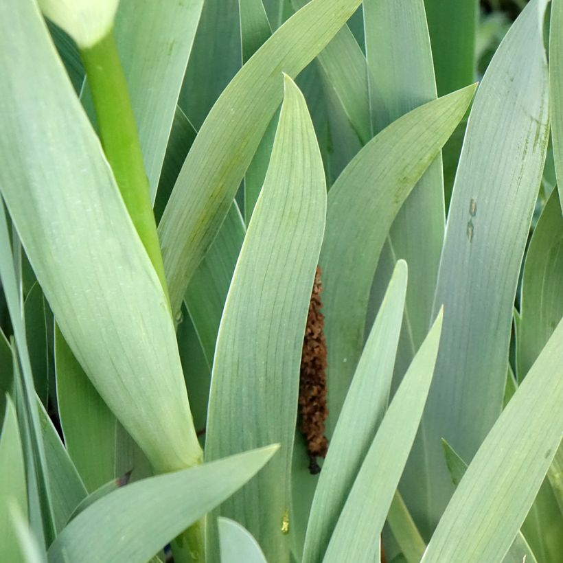 Iris germanica Accent Variegata (Folhagem)