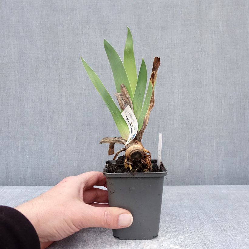 Amostra de Iris germanica After The Rain Vaso de 8/9 cm tal como entregue no inverno