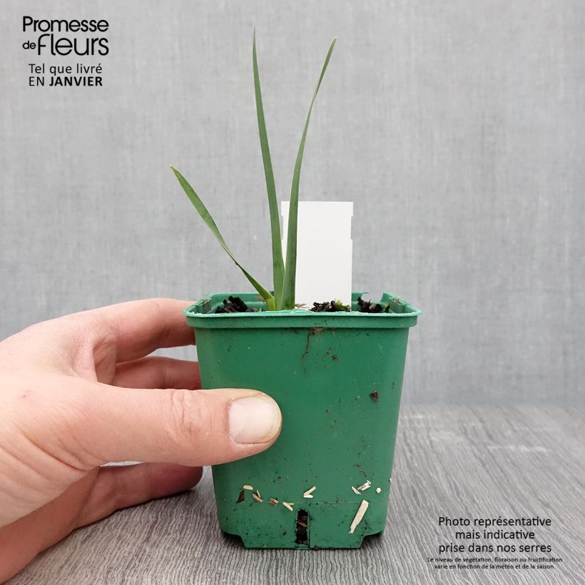 Amostra de Iris germanica Agrippa Vaso de 8/9 cm tal como entregue no inverno