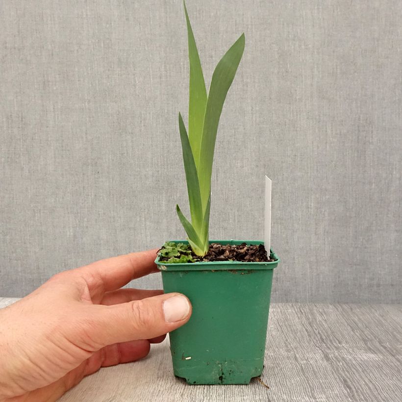 Amostra de Iris germanica Agrippa Vaso de 8/9 cm tal como entregue na primavera