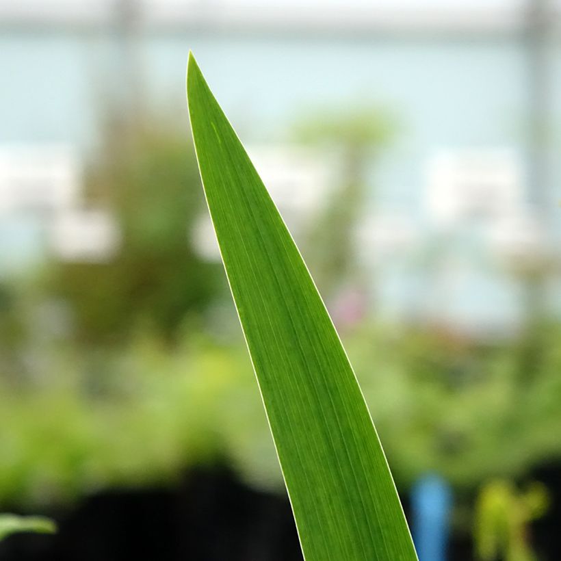 Iris germanica Agrippa (Folhagem)