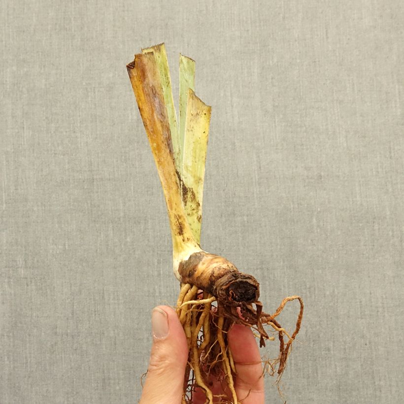 Amostra de Iris germanica Alas - Íris alemã anã Rizoma tal como entregue no inverno