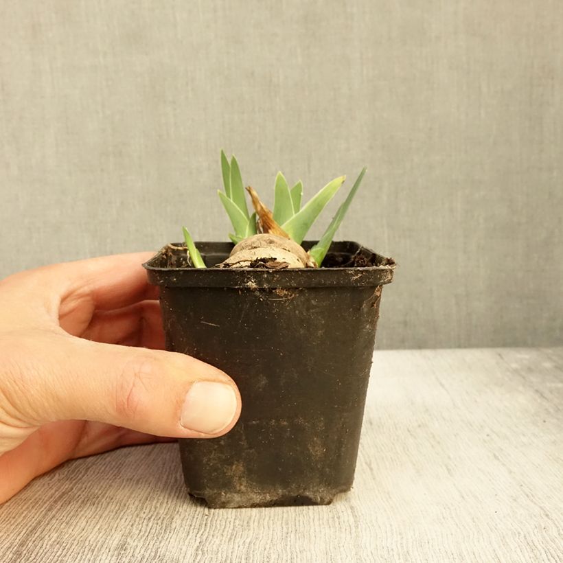 Amostra de Iris germanica Alizes - Iris des Jardins Godet de 8/9 cm tal como entregue no outono