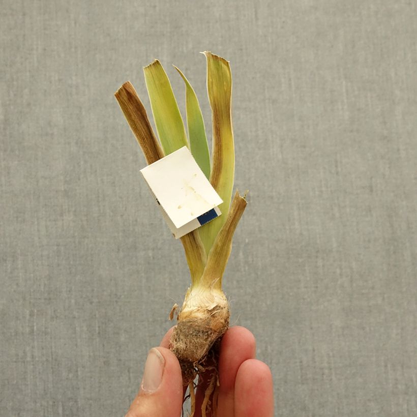 Amostra de Iris germanica Allumez le Feu - Íris alemã Lilliput Rizoma tal como entregue no inverno