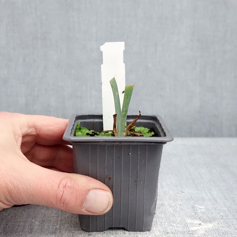 Amostra de Iris germanica Antique Ivory - Iris des Jardins  Godet de 8/9 cm tal como entregue no inverno