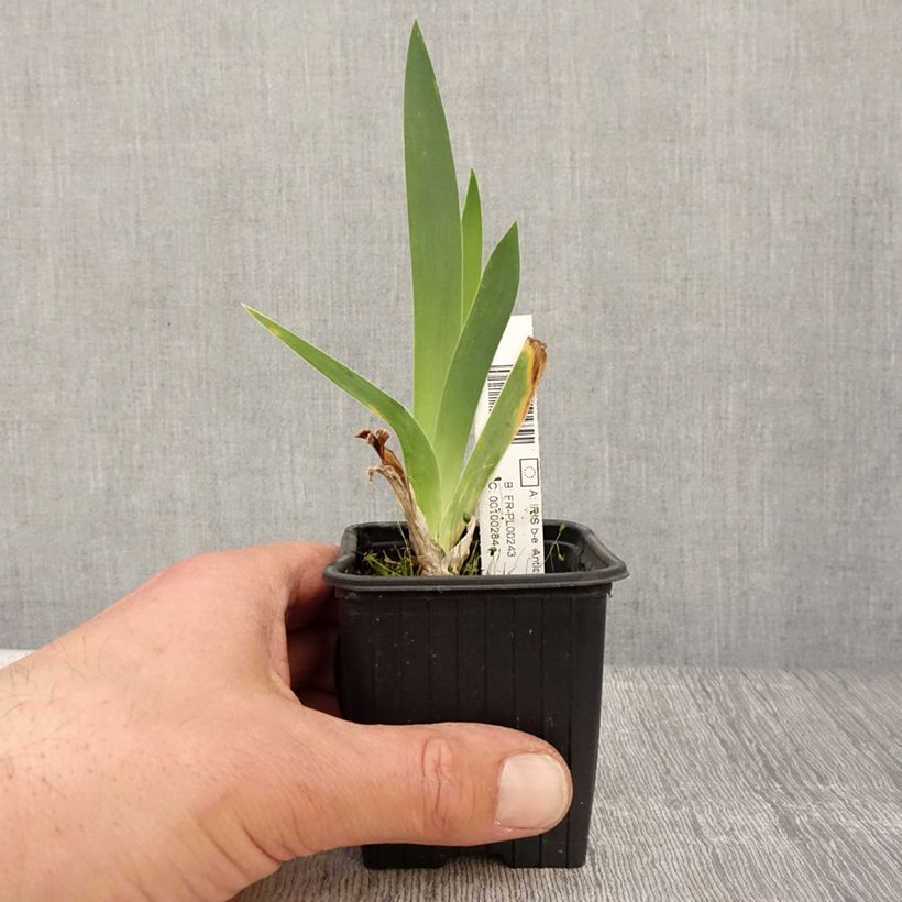 Amostra de Iris germanica Antique Ivory Vaso de 8/9 cm tal como entregue na primavera