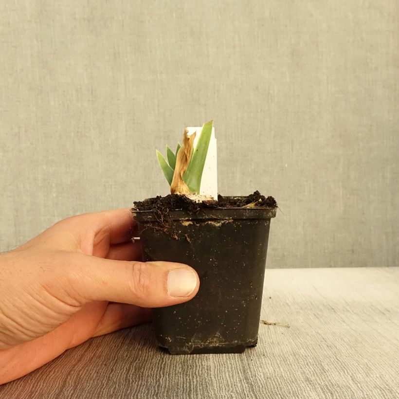Amostra de Iris germanica Arctic Age Vaso de 8/9 cm tal como entregue no outono