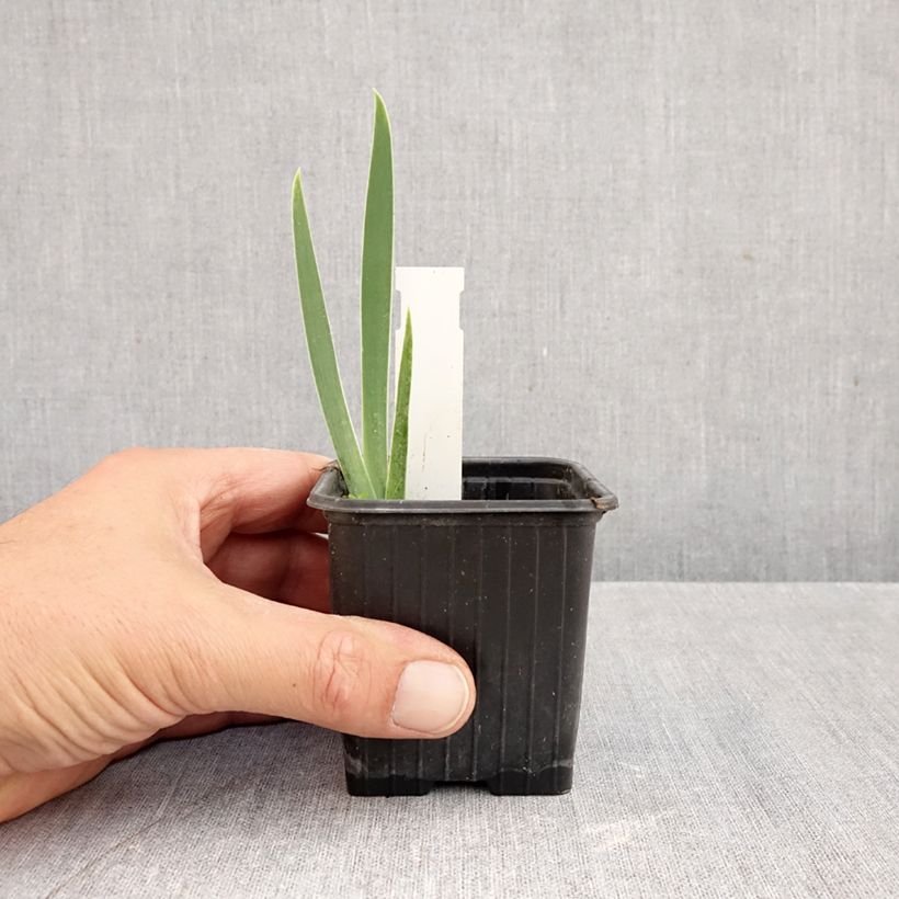 Amostra de Iris germanica Arpège Vaso de 8/9 cm tal como entregue no outono