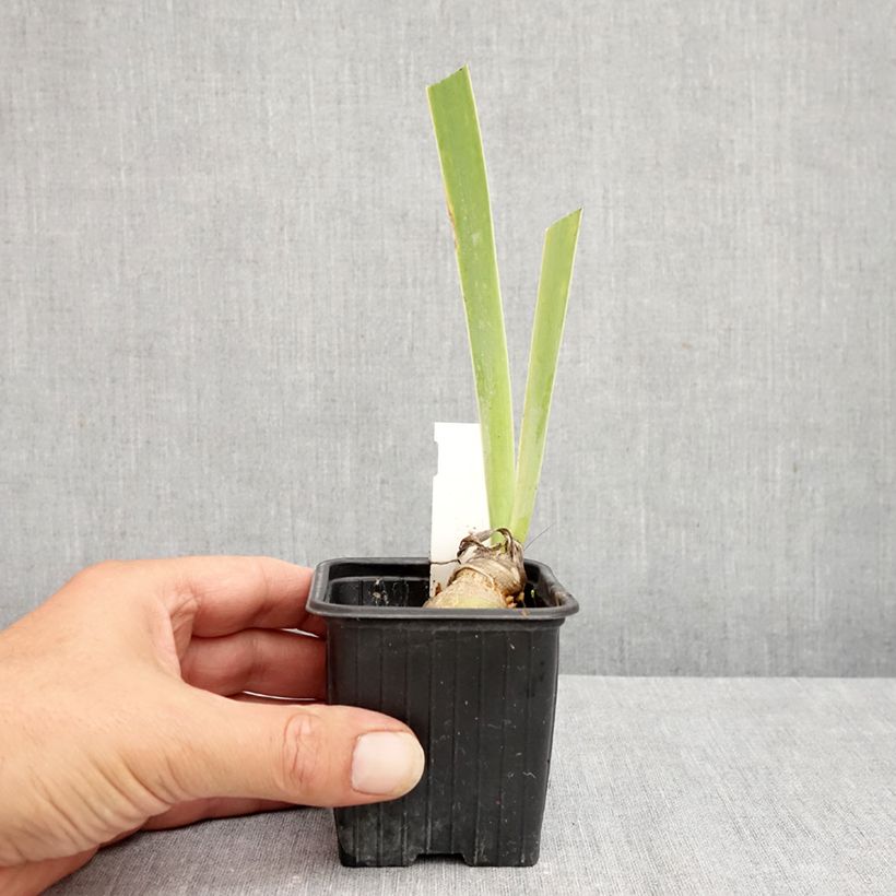 Amostra de Iris germanica Arpège Vaso de 8/9 cm tal como entregue no verão