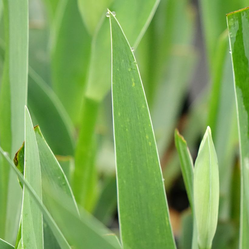 Iris germanica Arpège (Folhagem)