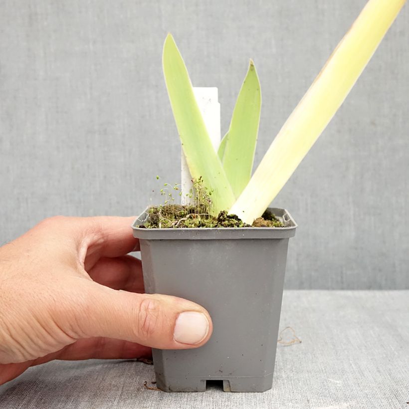 Amostra de Iris germanica Au Sommet - Iris des Jardins Godet de 8/9 cm tal como entregue no outono