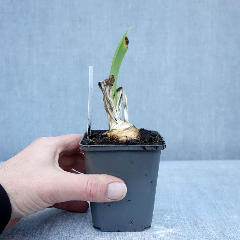 Amostra de Iris germanica Autumn Encore Vaso de 8/9 cm tal como entregue no inverno