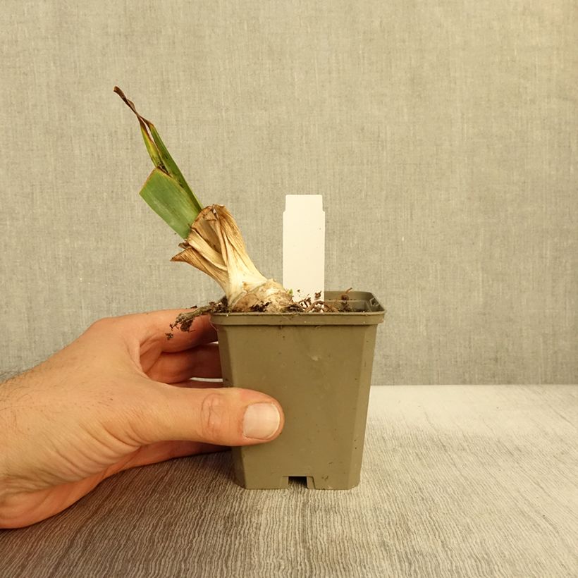 Amostra de Iris germanica Babbling Brook Vaso de 8/9 cm tal como entregue no outono