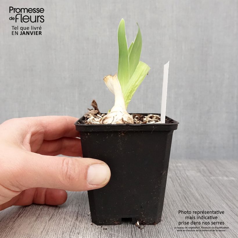 Amostra de Iris germanica Babbling Brook - Iris des Jardins Godet de 8/9 cm tal como entregue no inverno