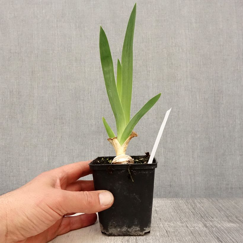 Amostra de Iris germanica Babbling Brook Vaso de 8/9 cm tal como entregue na primavera