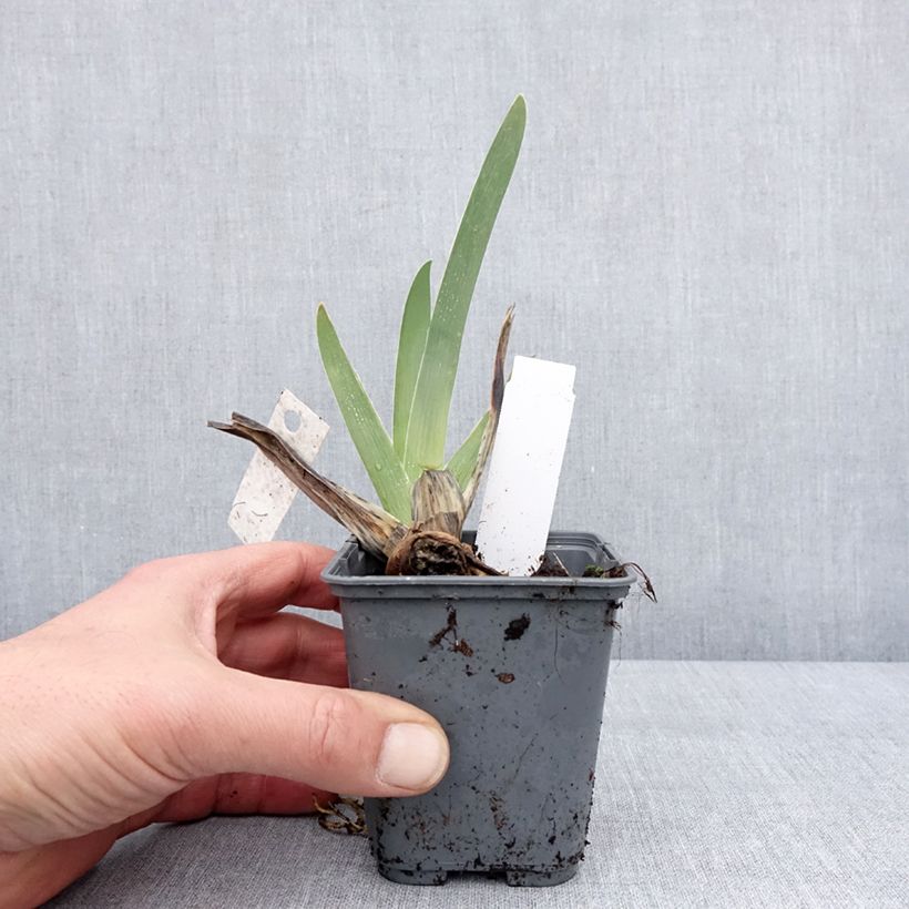 Amostra de Iris germanica Baie des Anges - Iris des Jardins Godet de 8/9 cm tal como entregue no inverno