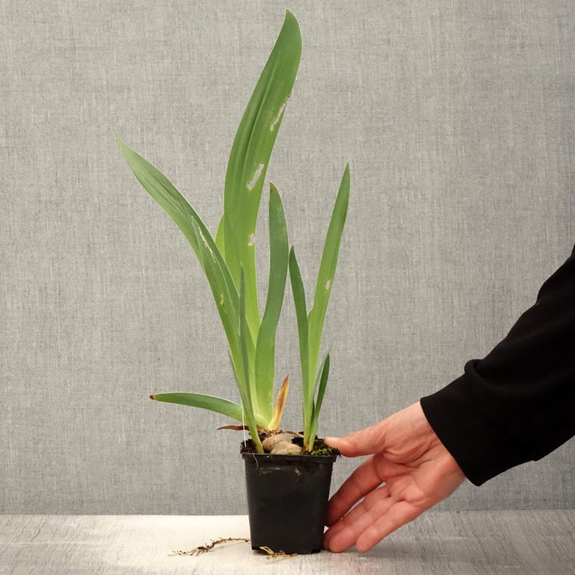 Amostra de Iris germanica Baie des Anges Vaso de 8/9 cm tal como entregue na primavera