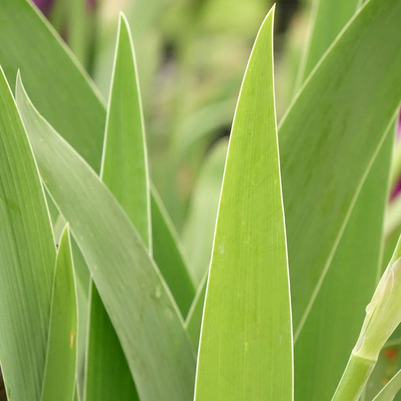 Iris germanica Bébé Rose (Folhagem)