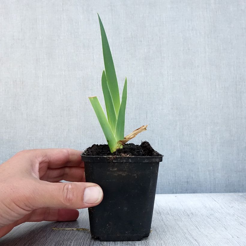 Amostra de Iris germanica Bébé Rose - Iris de bordure Godet de 8/9 cm tal como entregue no outono