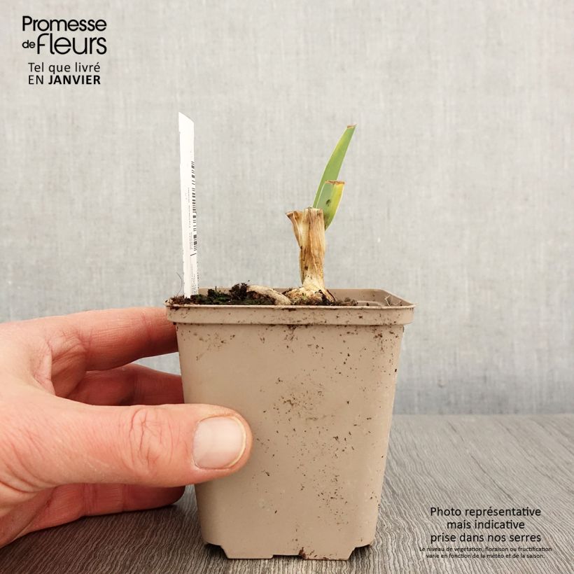 Amostra de Iris germanica Bébé Rose - Iris de bordure Godet de 8/9 cm tal como entregue no inverno